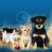 Animales en peligro