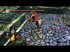 Cr�nicas Dark Souls - PVP en el Burgo del los no muertos y clasificando.