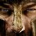 SPARTACUS - La serie